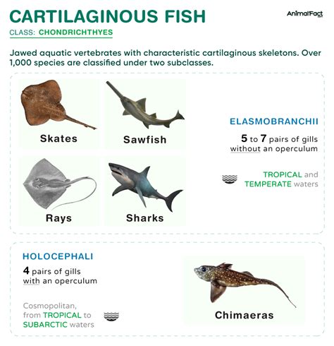 chondrichthyes fun facts|Chondrichthyes (Cartilaginous Fish) .